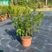 Azalka japonská (Azalea japonica) ´ORANGE BEAUTY´ - výška 30-50 cm, kont. C2L